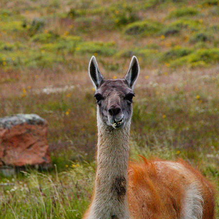 llama lana 